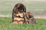 DOGUE DU TIBET 308